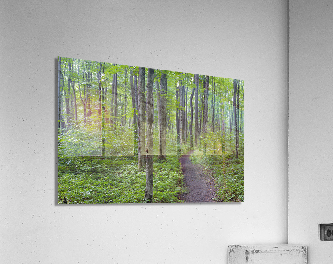 Osseo Trail - White Mountains New Hampshire Acrylic Print