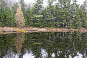 Black Pond - White Mountains New Hampshire