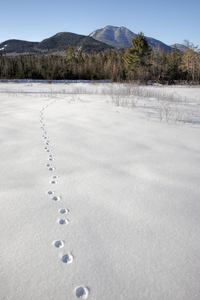 Mount Passaconaway - Albany New Hampshire
