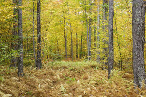 Gale River Road - Bethlehem New Hampshire