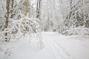 Lincoln Woods Trail - White Mountains New Hampshire