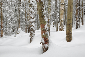 Mount Jim - Kinsman Notch New Hampshire