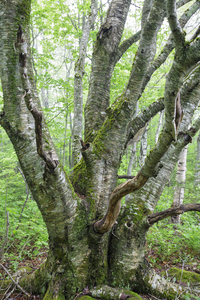Kinsman Notch - White Mountains New Hampshire