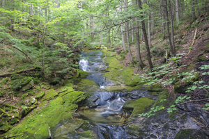 Mossy Glen - Randolph New Hampshire