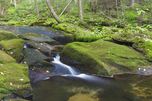 Scarface Brook - Bethlehem New Hampshire