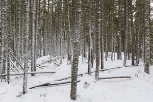 Crawfords Purchase New Hampshire