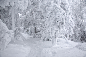 Franconia Notch State Park - Kinsman Ridge Trail
