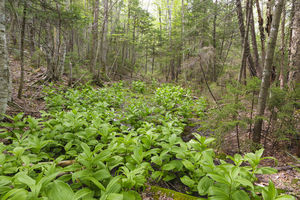 Thoreau Falls Trail - Pemigewasset Wilderness New Hampshire