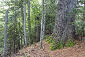 Eastern White Pine - White Mountains New Hampshire