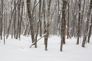 White Mountains New Hampshire - Hardwood forest