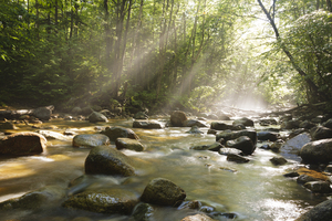 Cedar Brook - Pemigewasset Wilderness New Hampshire