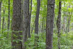 Osseo Trail - White Mountains New Hampshire