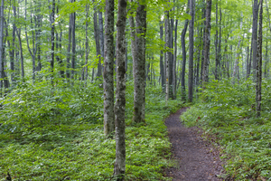 Osseo Trail - White Mountains New Hampshire