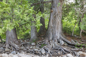 White Cedar Trees - Pemigewasset Wilderness New Hampshire