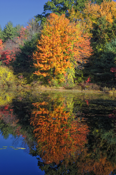 Clark Pond - Auburn New Hampshire Print