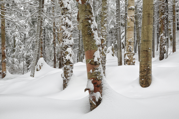 Mount Jim - Kinsman Notch New Hampshire Print