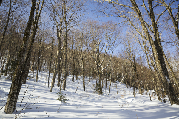 Kinsman Notch - North Woodstock New Hampshire Print