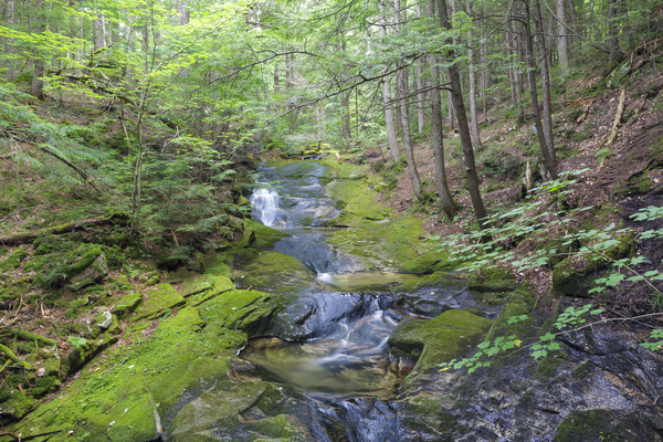 Mossy Glen - Randolph New Hampshire Print