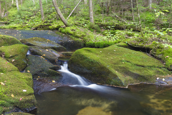 Scarface Brook - Bethlehem New Hampshire Print