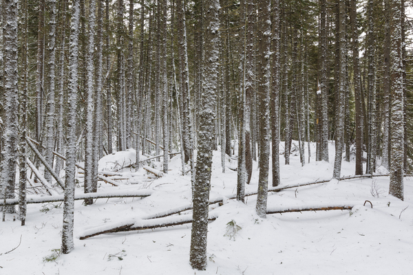 Crawfords Purchase New Hampshire Print