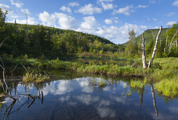 Zealand Pond - White Mountains New Hampshire Print