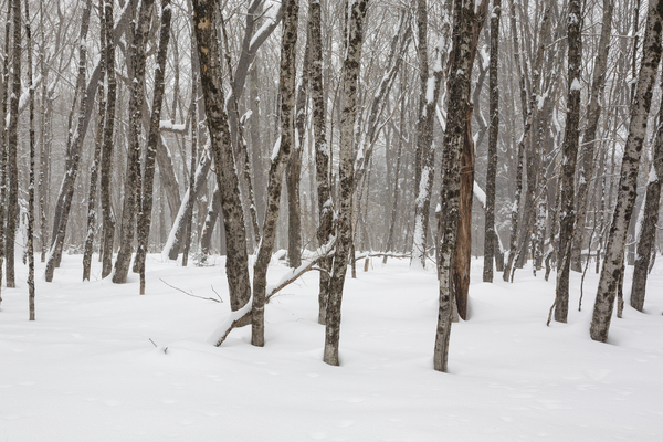 White Mountains New Hampshire - Hardwood forest Print