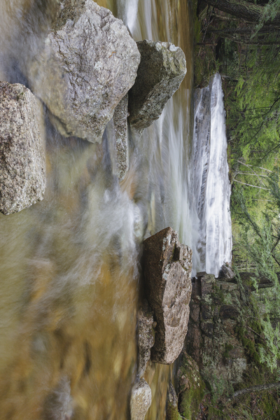 Bartlett Experimental Forest - Bartlett New Hampshire Print