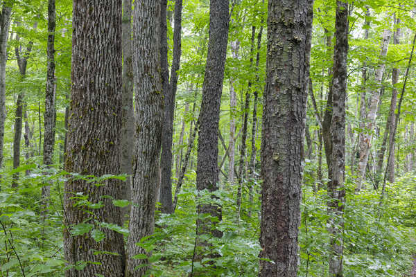 Osseo Trail - White Mountains New Hampshire Print