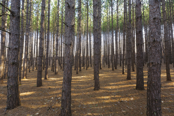 Red Pine Forest - Franconia New Hampshire Print