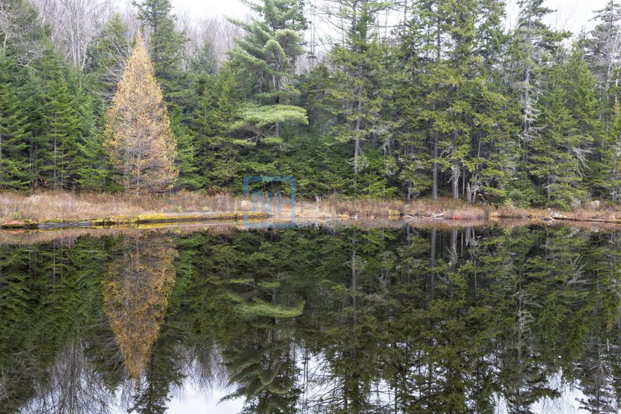 Black Pond - White Mountains New Hampshire  Print