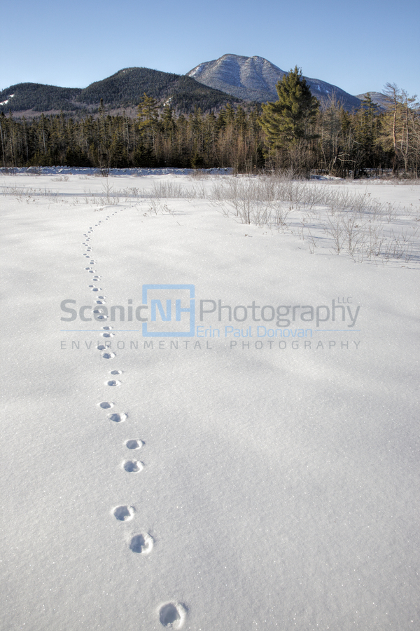 Mount Passaconaway - Albany New Hampshire  Print