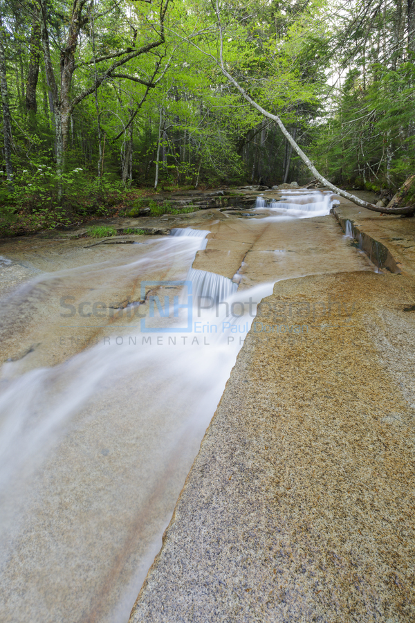 Walker Brook Cascades - Franconia Notch New Hampshire  Print
