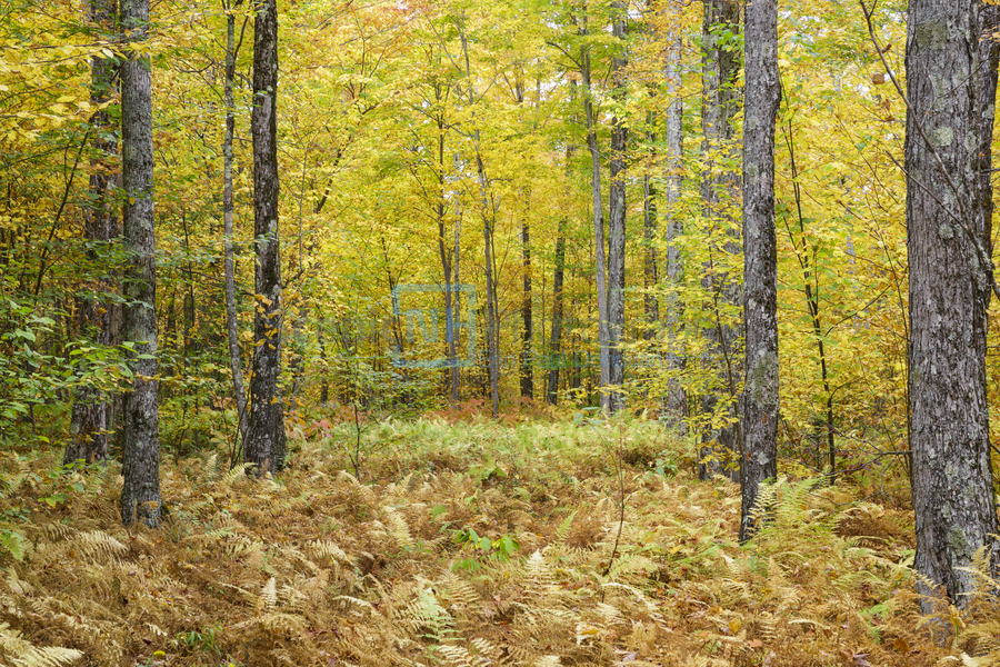 Gale River Road - Bethlehem New Hampshire  Print