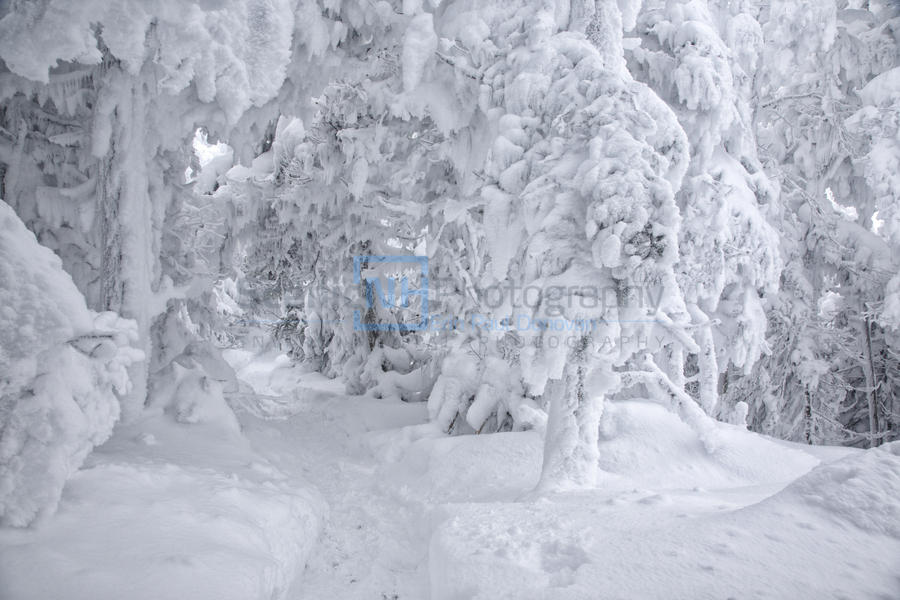 Franconia Notch State Park - Kinsman Ridge Trail  Print