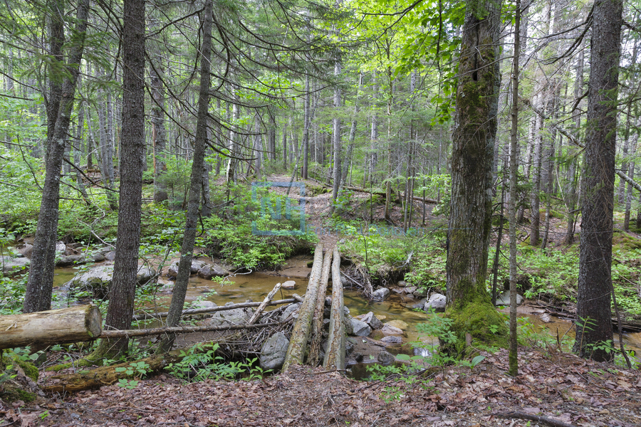 Nancy Pond Trail - Pemigewasset Wilderness New Hampshire   Print