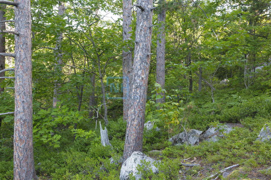 South Moat Mountain - Albany New Hampshire  Print
