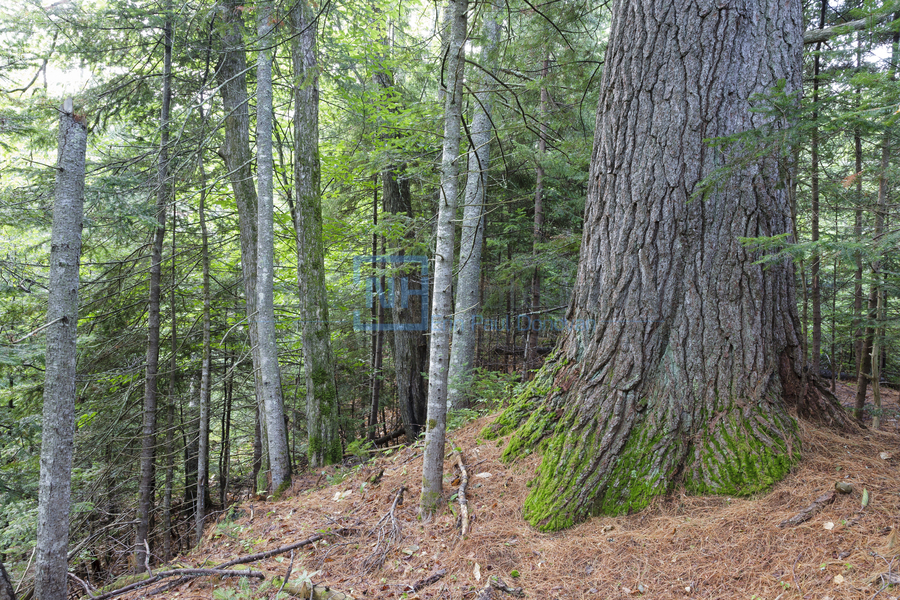 Eastern White Pine - White Mountains New Hampshire  Print
