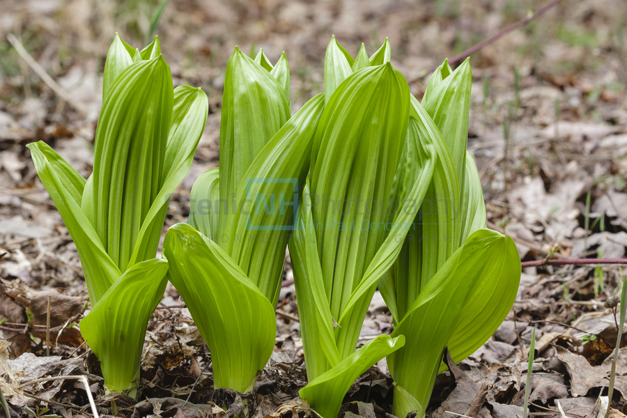 Indian Poke - Veratrum veride  Print