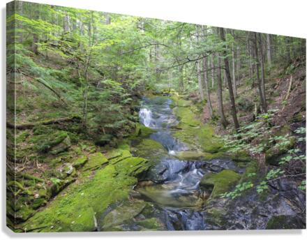 Mossy Glen - Randolph New Hampshire Canvas Print