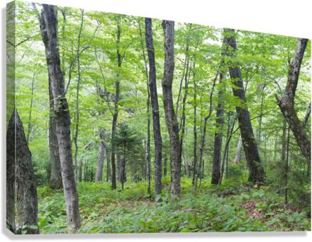 Hardwood Forest - Lafayette Brook Scenic Area New Hampshire Canvas Print