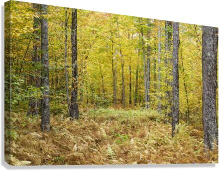 Gale River Road - Bethlehem New Hampshire Canvas Print