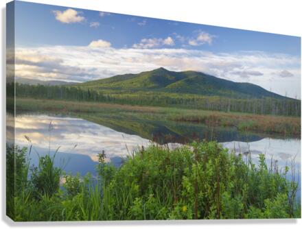 Cherry Mountain - Moorhen Marsh Pondicherry Wildlife Refuge Canvas Print