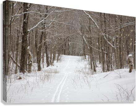 Lafayette Ski Trails - Franconia New Hampshire Canvas Print