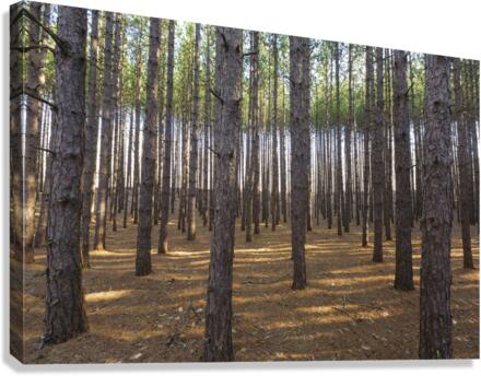 Red Pine Forest - Franconia New Hampshire Canvas Print