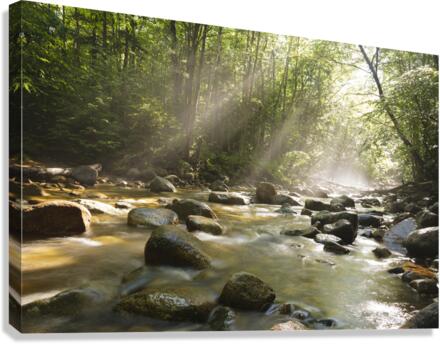 Cedar Brook - Pemigewasset Wilderness New Hampshire Canvas Print
