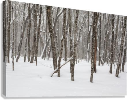 White Mountains New Hampshire - Hardwood forest Canvas Print