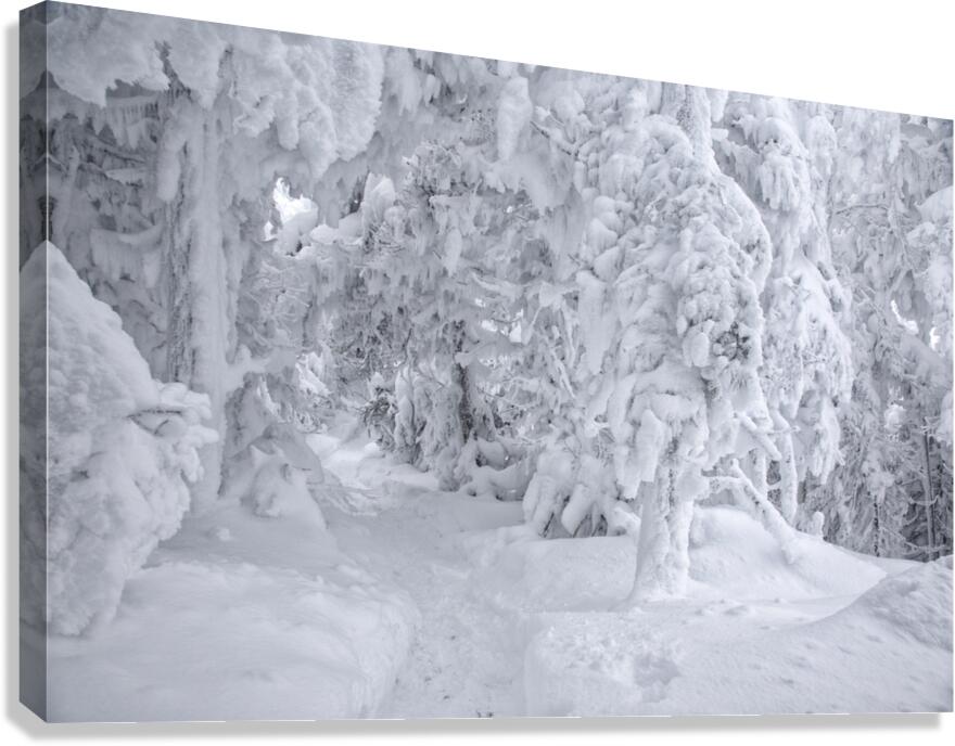 Franconia Notch State Park - Kinsman Ridge Trail Canvas Print