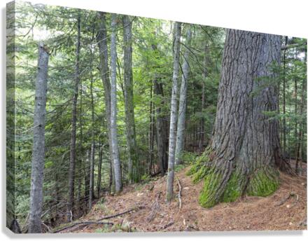 Eastern White Pine - White Mountains New Hampshire Canvas Print