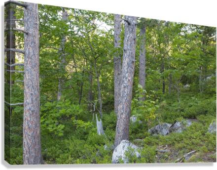 South Moat Mountain - Albany New Hampshire Canvas Print