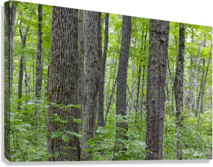 Osseo Trail - White Mountains New Hampshire Canvas Print